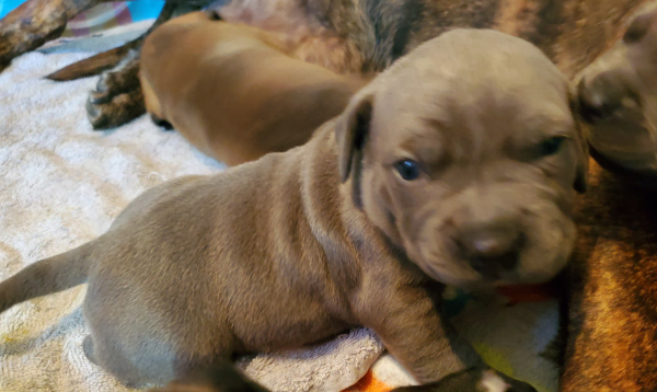 cane corso puppy