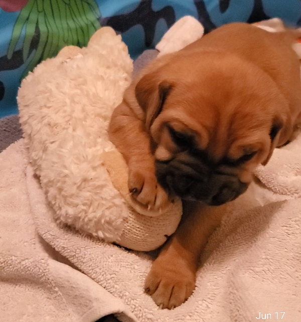 cane corso puppy with toy