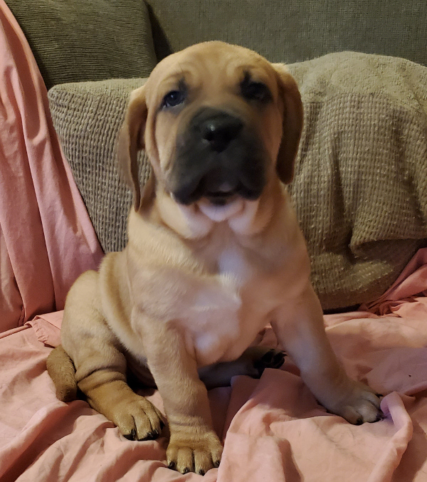 cane corso female puppy