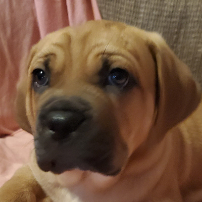 cane corso puppy Athena, alpha female