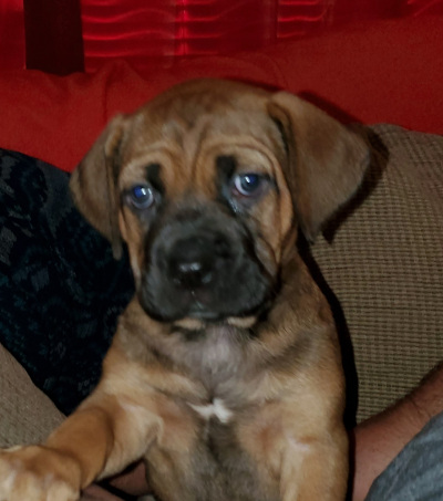 cane corso puppy looks at camera