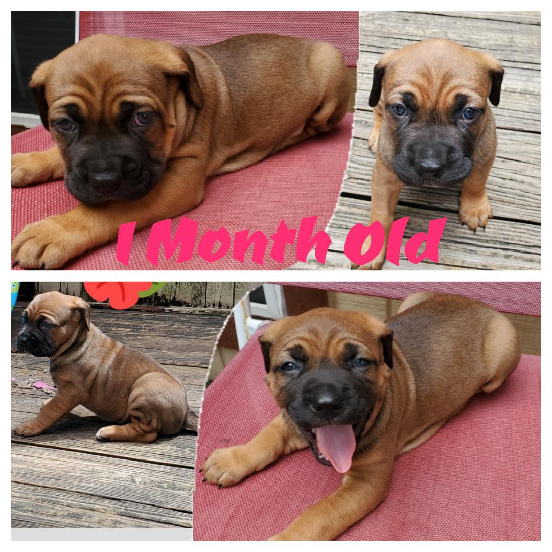 1 month old Cane Corso Mastiff