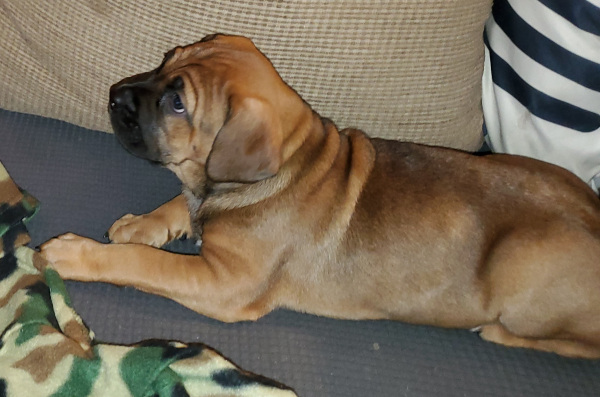 Cane Corso puppy Freyja 5 weeksold