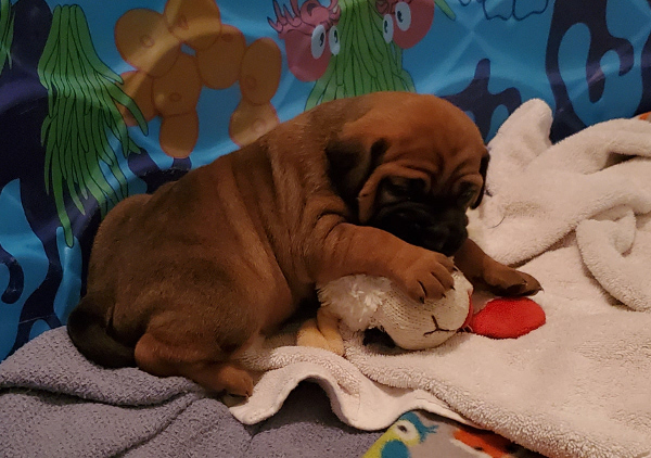 cane corso puppy with toy