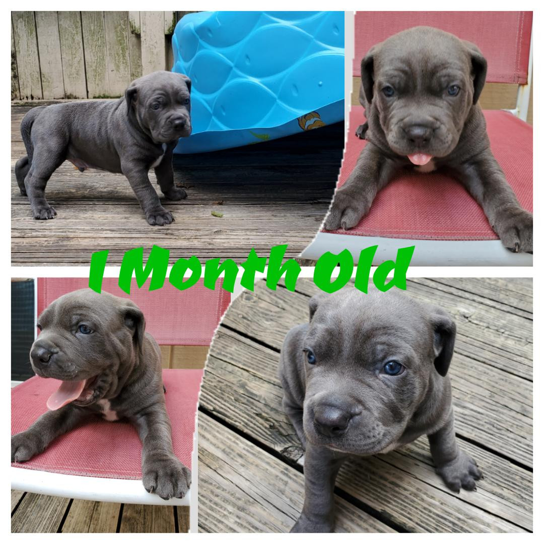 1 month old Cane Corso Mastiff