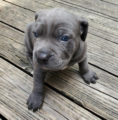 cane corso puppy for sale