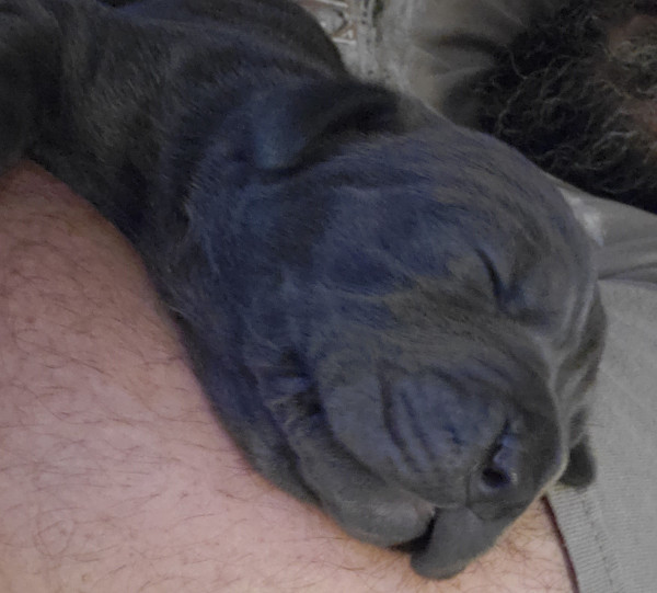 cane corso puppy