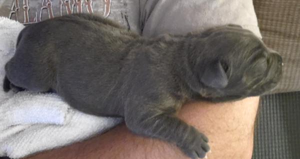 cane corso puppy
