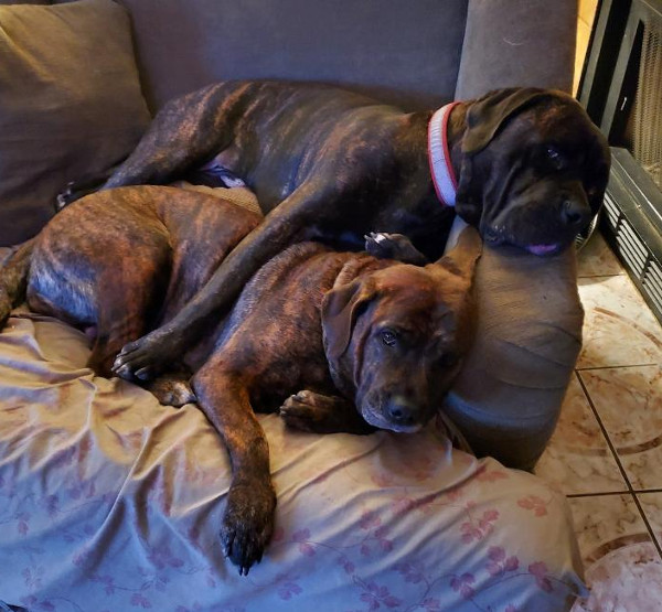 dam and sire cane corso