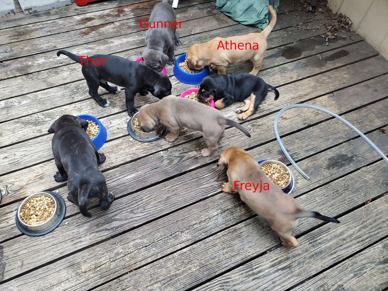 cane corso pups feeding 5 weeks old