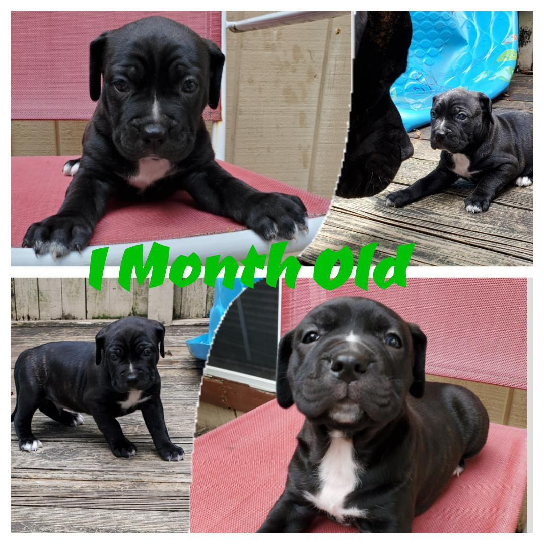 1 month old Cane Corso Mastiff