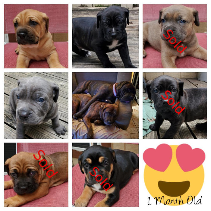 cane corso mastiff pups 1 month old