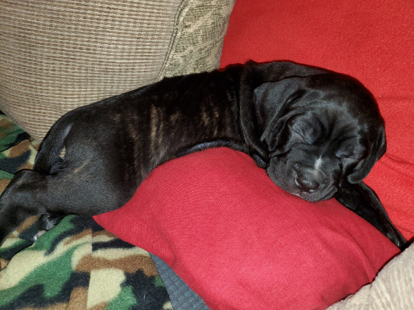 cane corso pup for sale Thor