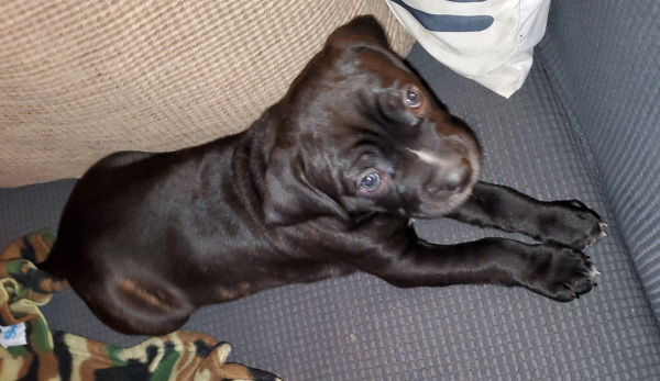 cane corso pup for sale looks up