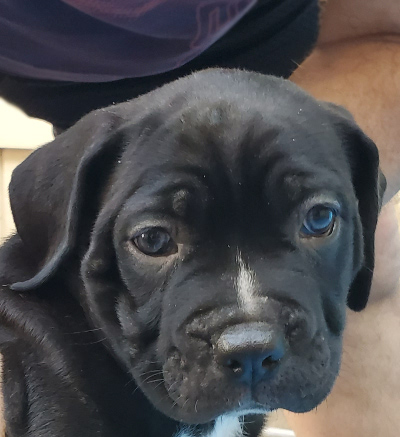 cane corso puppy Thor