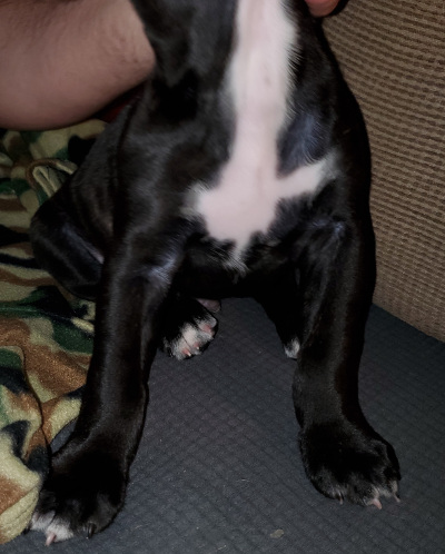 cane corso pup Heathen Norse hammer