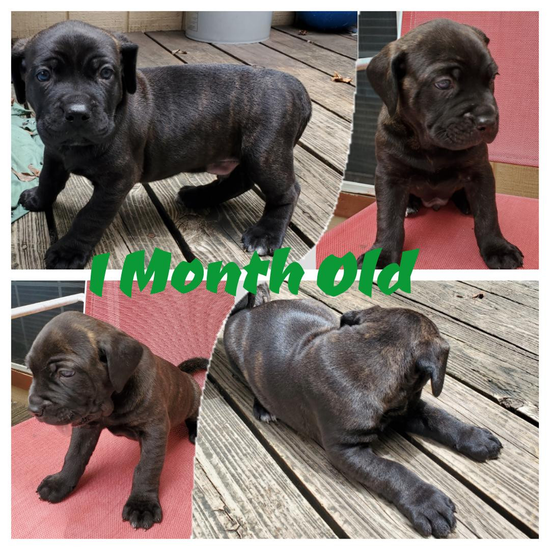 1 month old Cane Corso Mastiff