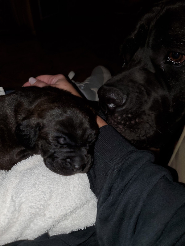 cane corso puppy