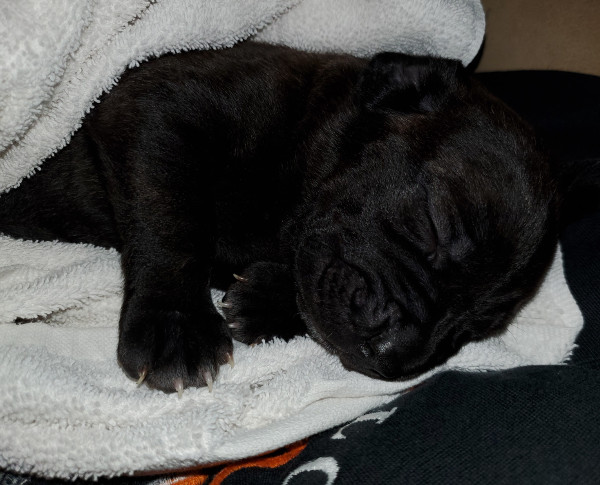 cane corso puppy