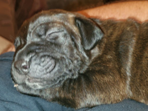 cane corso puppy